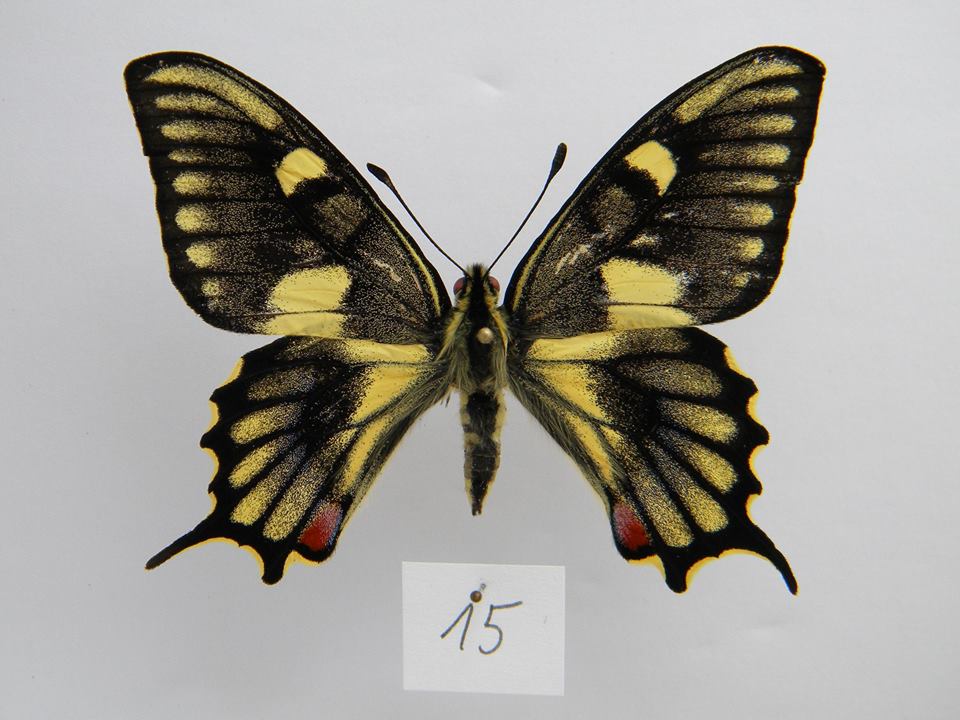Papilio machaon (aberrant cold shock) 6 (Internet Image property of respective owner, non-commercial use only)